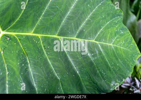 Wasser- und Regentropfen auf einem großen Taro-Blatt, Philodendron im Eden Project Regenwald Stockfoto