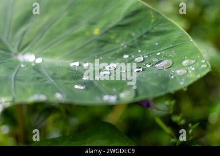 Wasser- und Regentropfen auf einem großen Taro-Blatt, Philodendron im Eden Project Regenwald Stockfoto