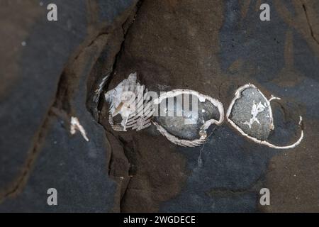 Fossile Muscheln oder Muscheln ragen aus einer Felsformation in Kalifornien hervor. Stockfoto