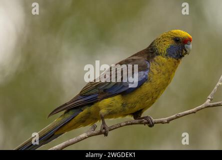 Grüne rosella, Platycercus caledonicus, auf einem Ast, Tasmanien. Stockfoto