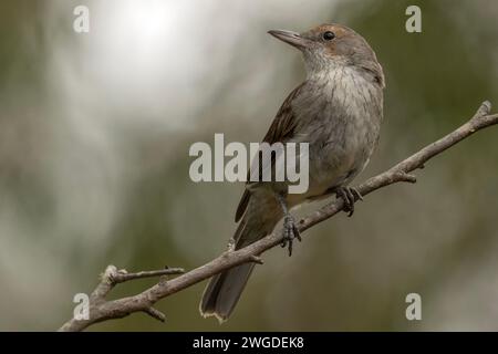 Dusky robin, Melanodryas vittata, auf einem Ast, Tasmanien. Stockfoto