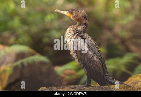 Juveniler gemeiner Kormoran, Phalacrocorax carbo, trocknet sich nach der Fütterung. Tasmanien. Stockfoto