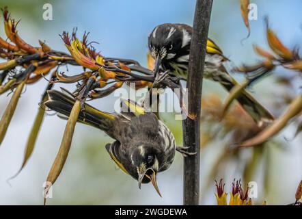 Zwei New Holland Honeyeater, Phylidonyris novaehollandiae, kämpfen gegen Neuseeländischen Flachs, wobei einer den Fuß des anderen einschließt. Tasmanien. Stockfoto