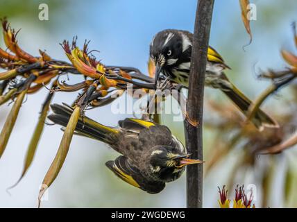 Zwei New Holland Honeyeater, Phylidonyris novaehollandiae, kämpfen gegen Neuseeländischen Flachs, wobei einer den Fuß des anderen einschließt. Tasmanien. Stockfoto