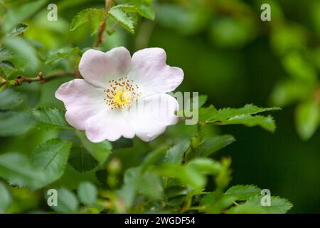 Nahaufnahme einer Hunderose (Rosa canina). Stockfoto