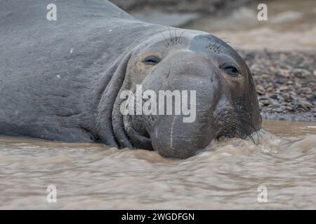 Ein nördlicher Elefantenrobbe (Mirounga angustirostris), der in einem fließenden Bach am Strand in Kalifornien, USA, liegt. Stockfoto