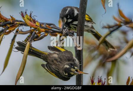 Zwei New Holland Honeyeater, Phylidonyris novaehollandiae, kämpfen gegen Neuseeländischen Flachs, wobei einer den Fuß des anderen einschließt. Tasmanien. Stockfoto