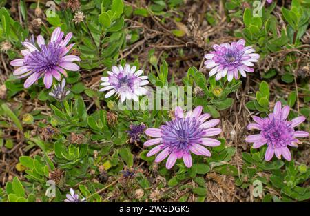 Cape Daisy, Osteospermum ecklonis, aus Südafrika, in Australien eingebürgert. Stockfoto