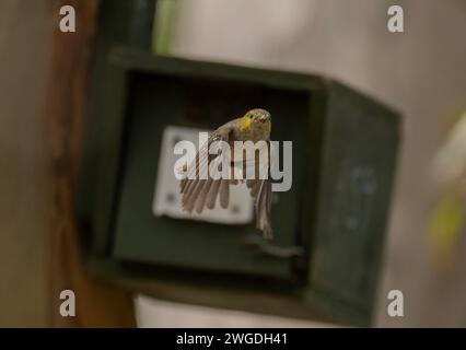 Vierzig gefleckte Pardalote, Pardalotus quadragintus, im Flug, die aus ihrem Nistkasten in Inala, Tasmanien, auftaucht. Stockfoto