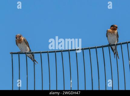 Ein Paar Willkommensschwalben, Hirundo neoxena, auf der Schiene in der Nähe ihres Nestes. Tasmanien. Stockfoto