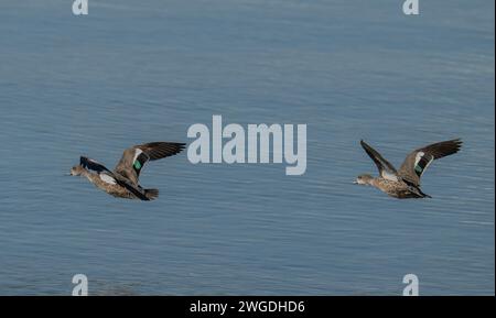 Ein Paar Graugrün, Anas gracilis, im Flug über das Meer. Stockfoto