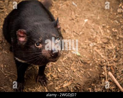 Der neugierige tasmanische Teufel Stockfoto