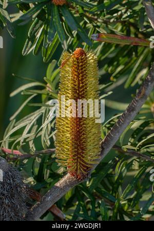 Auftauchende Blumen von Silver banksia, Banksia marginata in Küstenwäldern, Tasmanien. Stockfoto