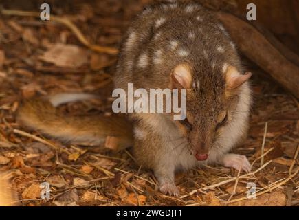 Eastern Quoll, Dasyurus viverrinus, in Gefangenschaft. Kleiner Beutelfleischfresser. Tasmanien. Stockfoto