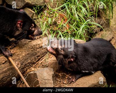 Tasmanische Teufelsschwestern streiten um Essen Stockfoto