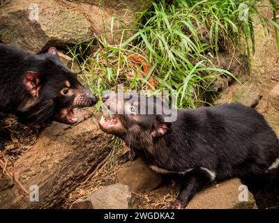 Tasmanische Teufelsschwestern streiten um Essen Stockfoto