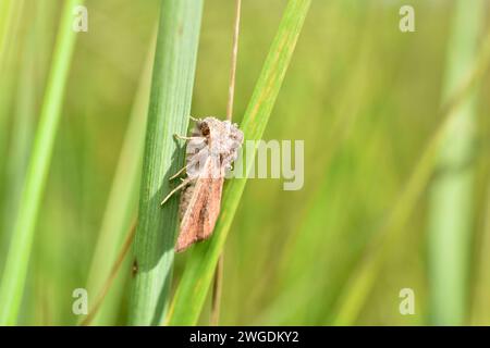 Eine hellbraune Motte, der gestreifte Armwurm, sitzt auf dem Gras. Stockfoto