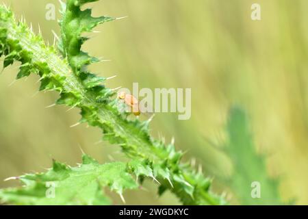 Eine gelbe Fruchtfliege sitzt auf den Dornstämmen der Disteln. Stockfoto