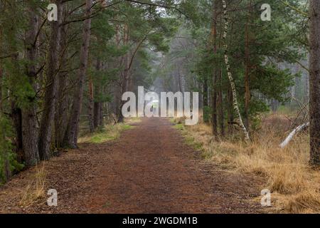 Europa Deutschland Niedersachsen Landkreis Rotenburg Wümme Lüneburger Heide großes und Weißes Moor Naturschutzgebiet Wald Bäume Winter: Ein Weg im gr Stockfoto