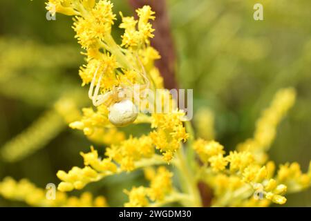 Eine weiße Blumenspinne, ähnlich einer Krabbe, sitzt auf gelben Blüten. Stockfoto