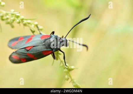 Ein schwarzer Schmetterling mit roten Flecken, genannt Motte, sitzt auf einem Grasstängel, ganz nah. Stockfoto