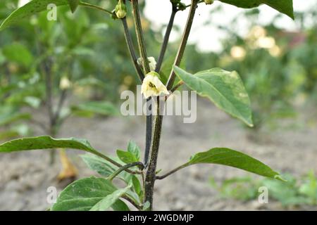 Eine Blume blühte auf einem Paprikastrauch, und ein Fruchtovar erschien. Stockfoto