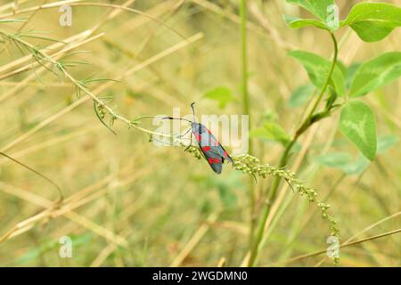 Ein schwarzer Schmetterling mit roten Flecken, genannt Motte, sitzt auf einem Grasstängel. Stockfoto