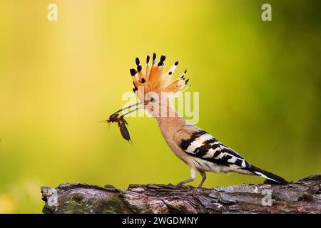 Vogel Wiedehopf Upupa epops, Sommerzeit in Polen Europa Stockfoto