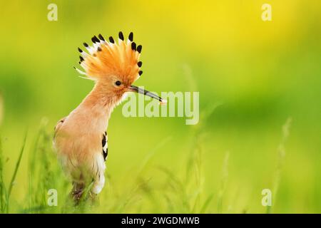 Vogel Wiedehopf Upupa epops, Sommerzeit in Polen Europa Stockfoto