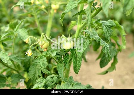 Tomatenstrauch. Blüten blühten auf den Zweigen des Busches und grüne Tomatenovarien erschienen. Stockfoto