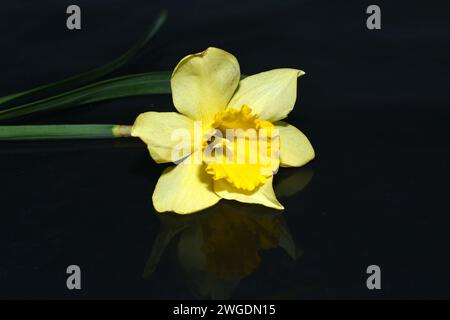 Eine einzige gelbe Blume namens Narzisse liegt auf schwarzem Hintergrund. Stockfoto