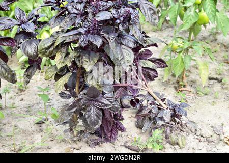 Ein Basilikumstrauch mit violetten Blättern wächst in einem Gemüsegarten. Stockfoto