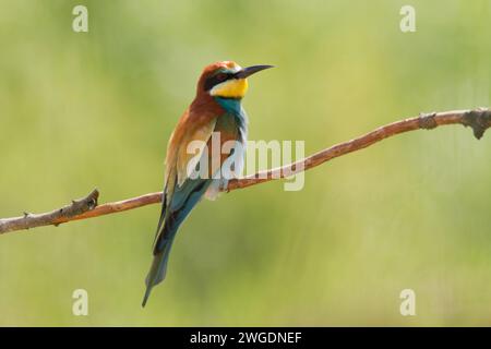 Europäischer Bienenfresser (Merops apiaster) auf einem Zweig in der Nähe der Zuchtkolonie. Naturlandschaft in Nordpolen - Europa Stockfoto