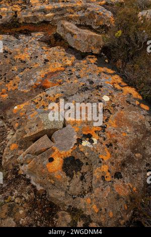 Flechtenbedecktes Doleritgestein auf dem Hartz Peak im Hochland der Hartz Mountains, Tasmanien. Stockfoto