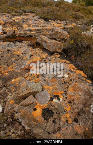 Flechtenbedecktes Doleritgestein auf dem Hartz Peak im Hochland der Hartz Mountains, Tasmanien. Stockfoto