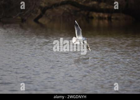 Winter Plumaged Black-Heap Möwe (Chroicocephalus ridibundus) fliegt von links nach rechts, rechts vom Bild, mit hinterleuchteten Flügeln und Schwanz, über einem See in Großbritannien Stockfoto