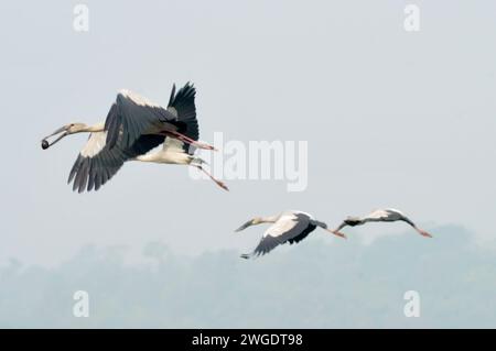 Sylhet, Bangladesch. Februar 2024. 3. Februar 2024, Sylhet, Bangladesch: Schneckenvögel ziehen in Dibir Haor herum, dieser Wasservogel lebt seit jeher in Gebieten in der Nähe von Kanälen und Flüssen des Landes. Am 3. Februar 2024 in Sylhet, Bangladesch. ((Foto: MD Rafayat Haque Khan/Eyepix Group/SIPA USA) Credit: SIPA USA/Alamy Live News Stockfoto