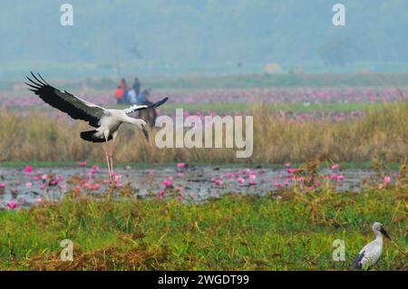 Sylhet, Bangladesch. Februar 2024. 3. Februar 2024, Sylhet, Bangladesch: Schneckenvögel ziehen in Dibir Haor herum, dieser Wasservogel lebt seit jeher in Gebieten in der Nähe von Kanälen und Flüssen des Landes. Am 3. Februar 2024 in Sylhet, Bangladesch. ((Foto: MD Rafayat Haque Khan/Eyepix Group/SIPA USA) Credit: SIPA USA/Alamy Live News Stockfoto