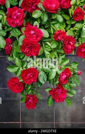 Ein großer Haufen roter Rosen hängt unten auf dem Gitter. Das Bild eignet sich als Geschenkgutschein. Stockfoto