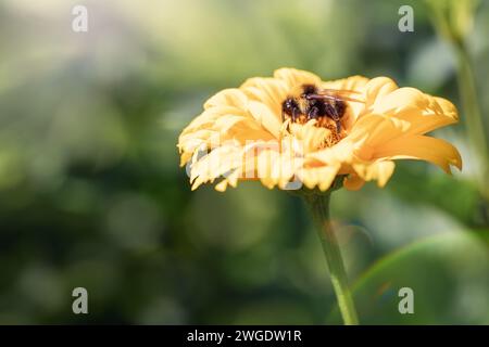 Hummel ernährt sich von den Pollen einer violetten Kegelblume; Makroansicht mit flachem Fokus. Stockfoto