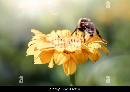 Honigbiene sammelt Pollen an gelben Blüten. Hummel auf einer Blume von hinten vor verschwommenem Hintergrund. Stockfoto
