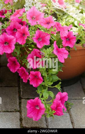 Petunia, auch bekannt als Trailing Surfinia, heiße rosa Blumen in einem Sommergarten, im braunen Topf. Stockfoto