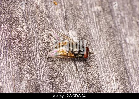 Musca autumnalis Gattung Musca Familie Muscidae Fliege wilde Natur Insekten Tapete, Bild, Fotografie Stockfoto