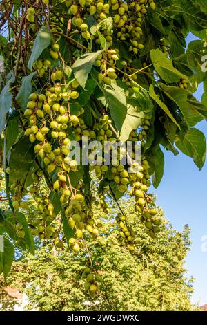 Früchte der Kaiserin Paulownia tomentosa, ein schnell wachsender Baum aus Asien in einem Park in Deutschland Stockfoto