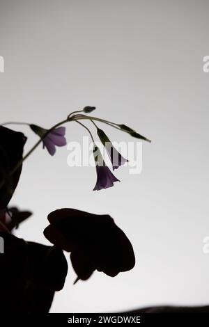 Erste Berührung Stockfoto