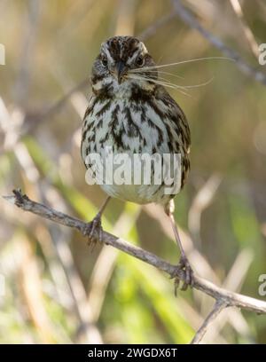 Lied Sparrow mit Fuchsschwanz. Palo Alto Baylands, Santa Clara County, Kalifornien. Stockfoto