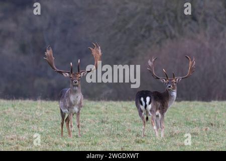 Hirsch (Hirsch) Stockfoto