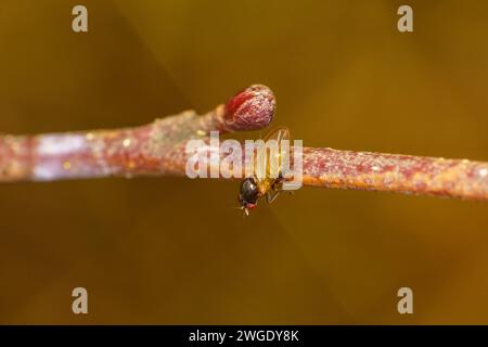 Gattung Calliopum Familie Lauxaniidae Unterfamilie Lauxaniinae Fliege wilde Natur Insektentapete, Bild, Fotografie Stockfoto