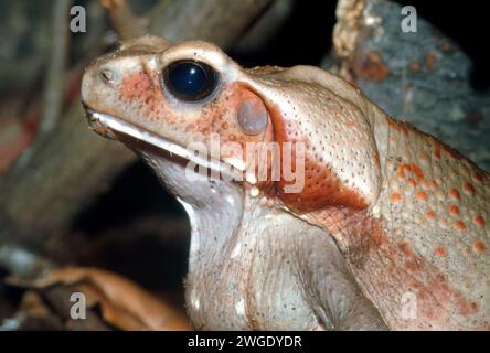 Glattseitige Kröte oder gefleckte Kröte, Crapaud de Leschenault, Rhaebo Guttatus, Varangy Stockfoto