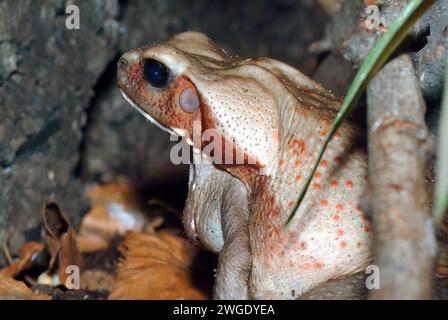 Glattseitige Kröte oder gefleckte Kröte, Crapaud de Leschenault, Rhaebo Guttatus, Varangy Stockfoto